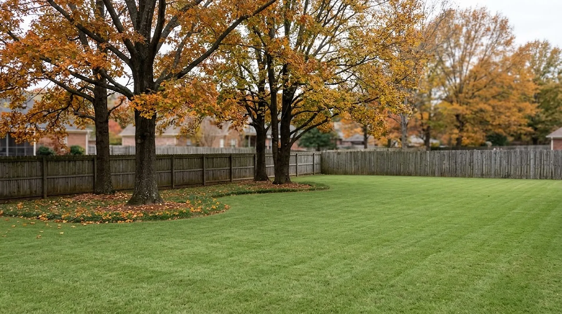 Large backyard with autumn trees and a clean, even lawn